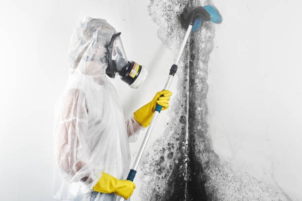 Mold Remediation for Rental Properties in Levittown, NY